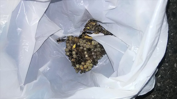 滋賀県甲賀市水口町で車のサイドミラー内に営巣したアシナガバチの蜂の巣駆除