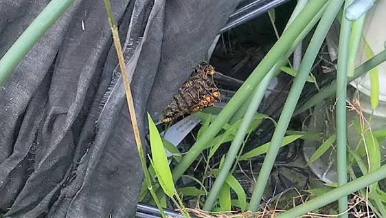 滋賀県湖南市で庭に営巣したアシナガバチの蜂の巣駆除