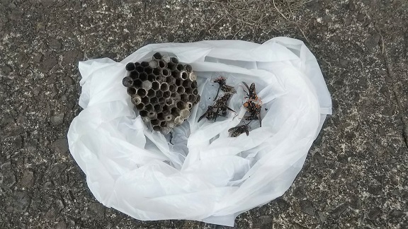 滋賀県湖南市で庭に営巣したアシナガバチの蜂の巣駆除