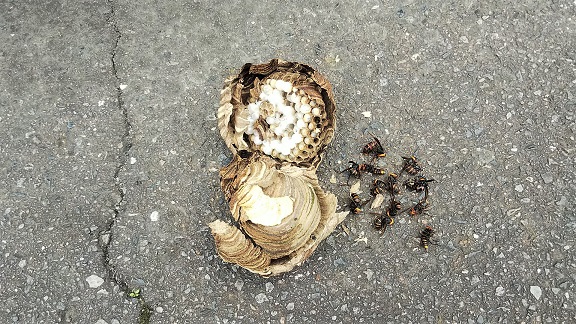 滋賀県湖南市で垣根に営巣したコガタスズメバチの蜂の巣駆除