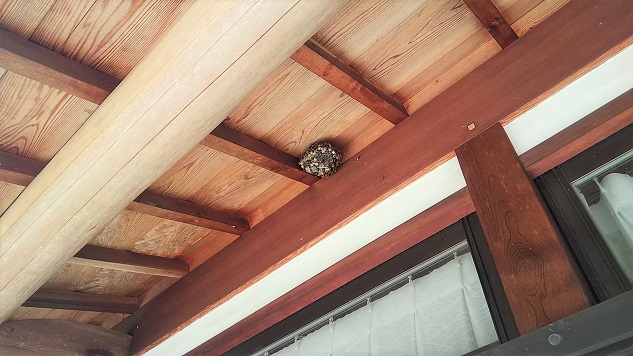 滋賀県甲賀市甲南町で１階軒下に営巣したアシナガバチの蜂の巣駆除