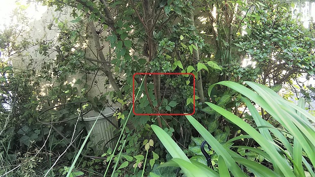 大阪府茨木市で庭木に営巣したアシナガバチの蜂の巣駆除