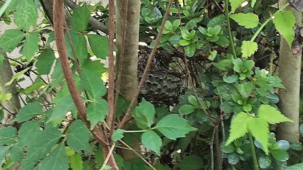 大阪府茨木市で庭木に営巣したアシナガバチの蜂の巣駆除