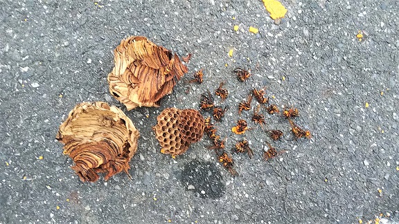 滋賀県草津市でプールの外壁軒下に営巣したキイロスズメバチの蜂の巣駆除