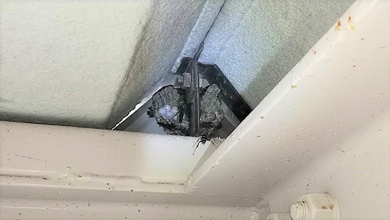 滋賀県草津市でガレージ天井に営巣したアシナガバチの蜂の巣駆除