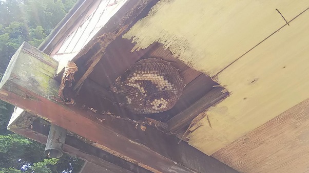 滋賀県野洲市で玄関軒天内に営巣したモンスズメバチの蜂の巣駆除