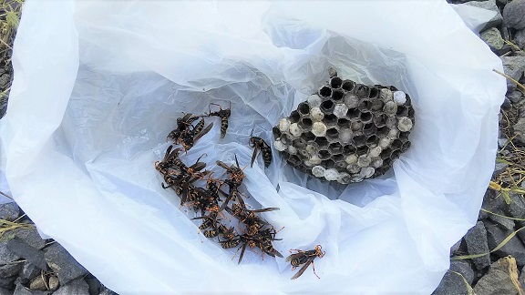 滋賀県長浜市でじょうろの中に営巣したアシナガバチの蜂の巣駆除
