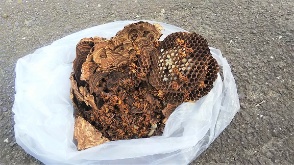 滋賀県高島市で蔵の軒下に営巣したキイロスズメバチの蜂の巣駆除