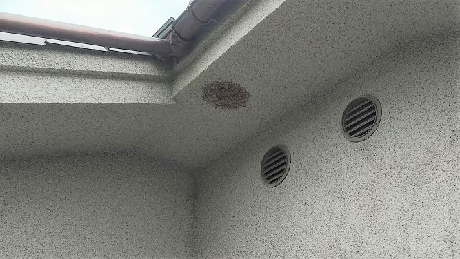 大阪府高槻市で２階軒下に営巣したキイロスズメバチの蜂の巣駆除