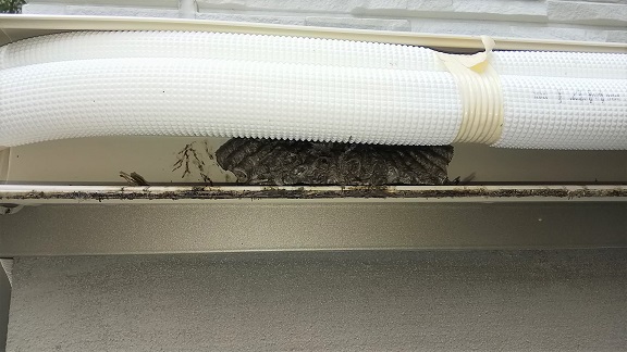 大阪府高槻市で室外機配管カバー内に営巣したアシナガバチの蜂の巣駆除