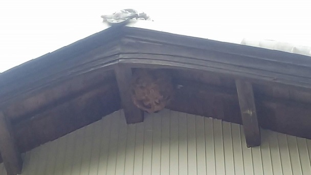 三重県伊賀市で２階軒下に営巣したキイロスズメバチの蜂の巣駆除
