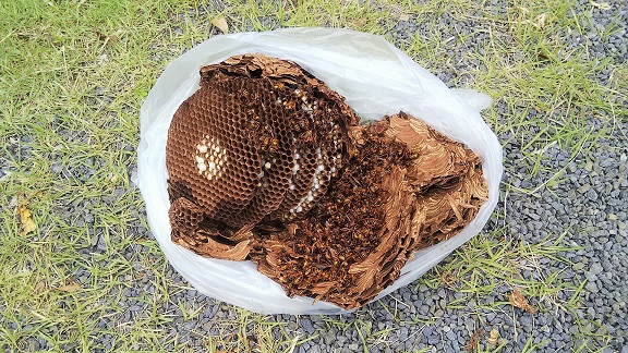 三重県伊賀市で２階軒下に営巣したキイロスズメバチの蜂の巣駆除
