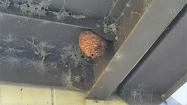 三重県伊賀市で避難階段踊り場下に営巣したキイロスズメバチの蜂の巣駆除