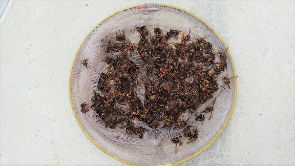 滋賀県甲賀市信楽町で１階天井裏に営巣したキイロスズメバチの蜂の巣駆除
