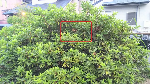 三重県四日市市で庭木に営巣したコガタスズメバチの蜂の巣駆除