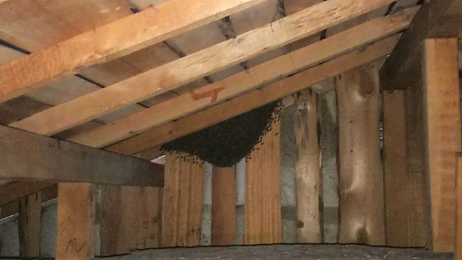 京都府城陽市で2階屋根裏に営巣したミツバチの蜂の巣駆除