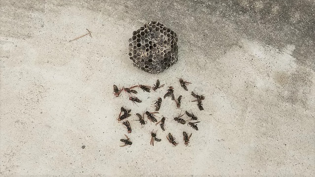 滋賀県大津市で２階軒下に営巣したアシナガバチの蜂の巣駆除