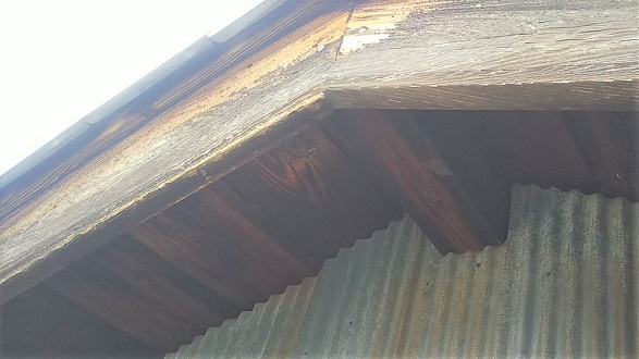 滋賀県大津市で隣家の２階軒下に営巣したキイロスズメバチの蜂の巣駆除