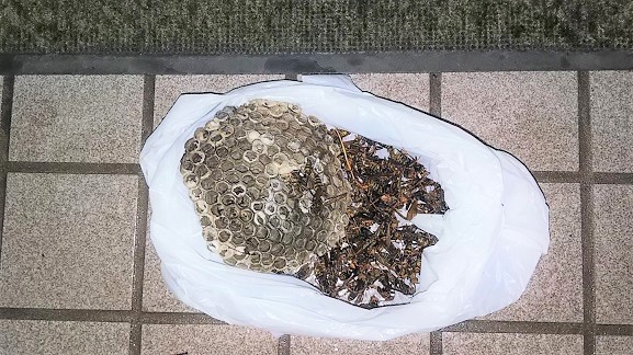 滋賀県大津市で玄関横の木箱内に営巣したアシナガバチの蜂の巣駆除