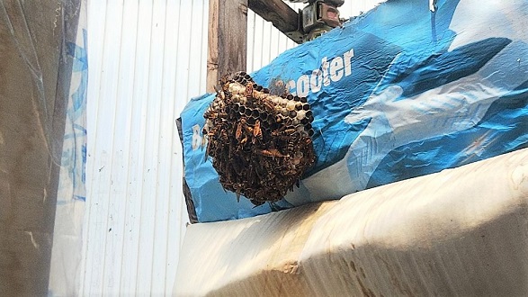 滋賀県大津市で倉庫の段ボール裏に営巣したアシナガバチの蜂の巣駆除