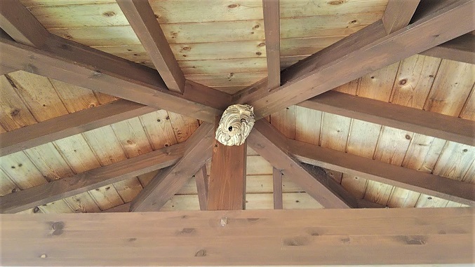 滋賀県大津市で東屋の天井に営巣したコガタスズメバチの蜂の巣駆除