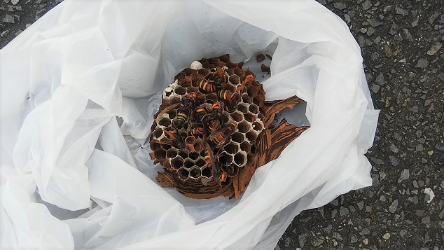 京都府宇治市で屋外引き出し内に営巣したヒメスズメバチの蜂の巣駆除