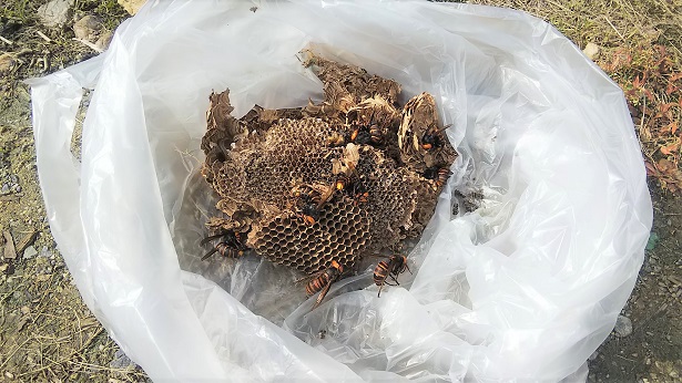 京都府宇治市で法面の地中に営巣したクロスズメバチの蜂の巣駆除