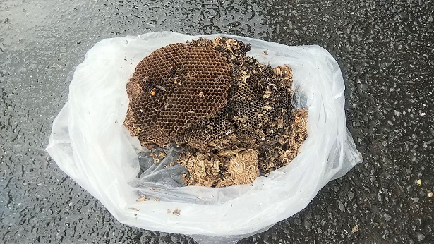 京都府宇治市で地中に営巣したクロスズメバチの蜂の巣駆除