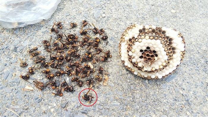 滋賀県守山市で１階軒下に営巣したコガタスズメバチの蜂の巣駆除