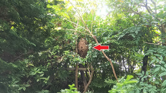 滋賀県守山市で庭木に営巣したコガタスズメバチの蜂の巣駆除
