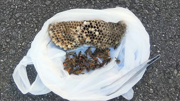 滋賀県守山市で２階屋根の樋に営巣したアシナガバチの蜂の巣駆除