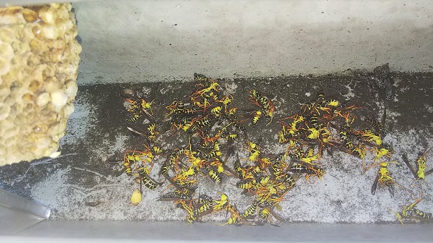 滋賀県守山市で１階屋根内樋に営巣したアシナガバチの蜂の巣駆除