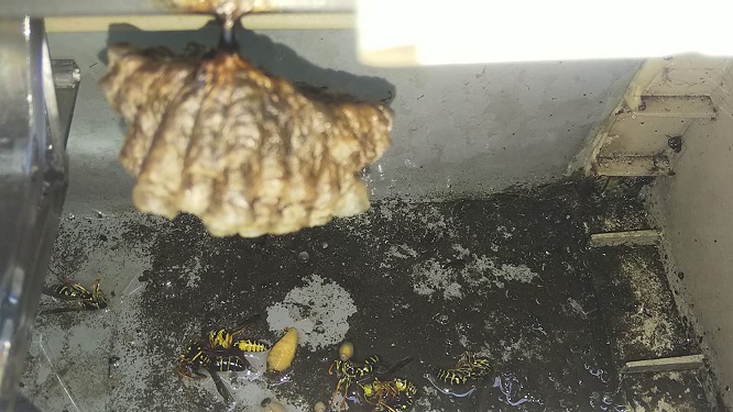 滋賀県守山市で１階屋根内樋に営巣したアシナガバチの蜂の巣駆除