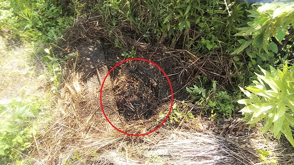 滋賀県守山市で庭の地中に営巣したオオスズメバチの蜂の巣駆除