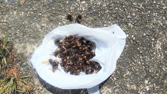 滋賀県守山市でコンクリートブロック囲い内に営巣したモンスズメバチの蜂の巣駆除
