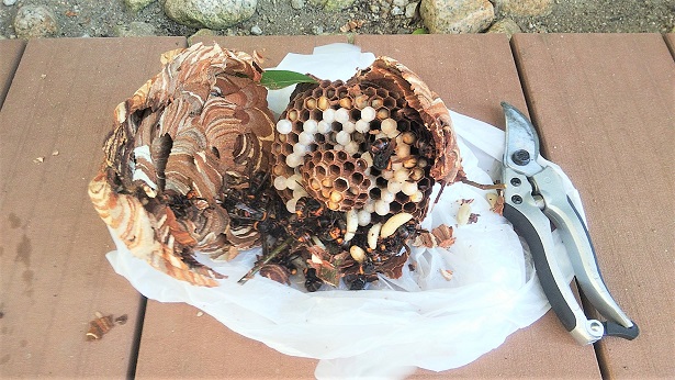 滋賀県守山市で宿泊施設の生垣に営巣したコガタスズメバチの蜂の巣駆除