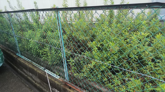 大阪府寝屋川市で草むらに営巣したアシナガバチの蜂の巣駆除