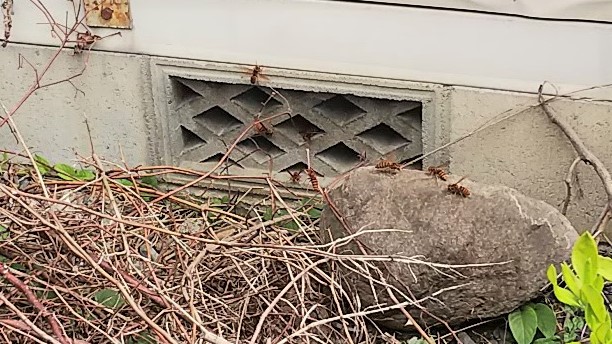 滋賀県彦根市でプレハブ床下に営巣したキイロスズメバチの蜂の巣駆除