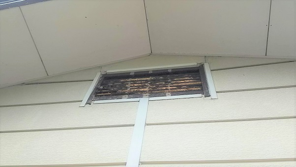 滋賀県彦根市で２階屋根裏に営巣したモンスズメバチの蜂の巣駆除