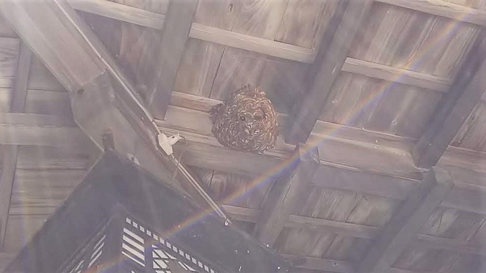 滋賀県彦根市で神社の拝殿軒下に営巣したコガタスズメバチの蜂の巣駆除