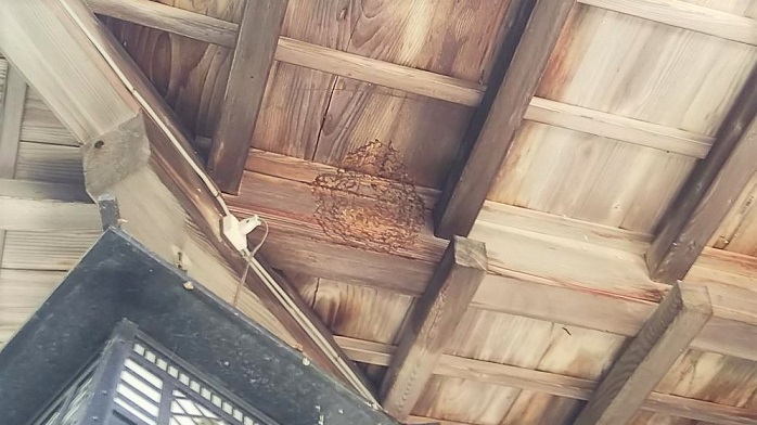 滋賀県彦根市で神社の拝殿軒下に営巣したコガタスズメバチの蜂の巣駆除