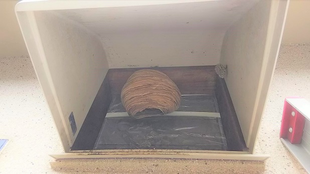 滋賀県愛知郡愛荘町で２階外壁換気扇フード内に営巣したヒメスズメバチの蜂の巣駆除