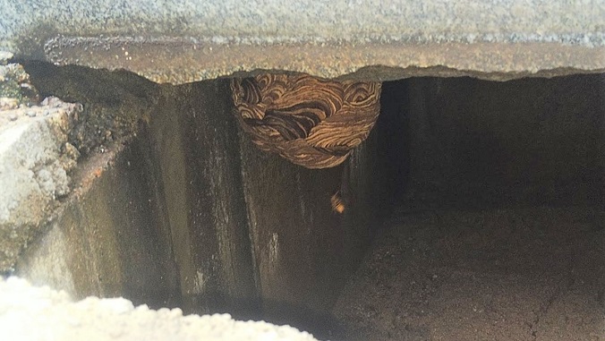 京都府京都市東山区で納骨室に営巣したキイロスズメバチの蜂の巣駆除