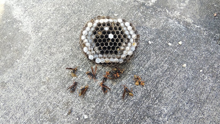 京都府京都市東山区で墓石外柵の中に営巣したアシナガバチの蜂の巣駆除