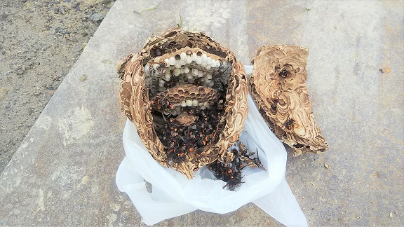 滋賀県東近江市で草むらに営巣したコガタスズメバチの蜂の巣駆除