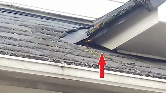 大阪府枚方市で屋根内部に営巣したキイロスズメバチの蜂の巣駆除