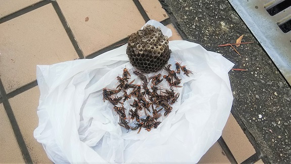大阪府枚方市で室外機裏に営巣したアシナガバチの蜂の巣駆除