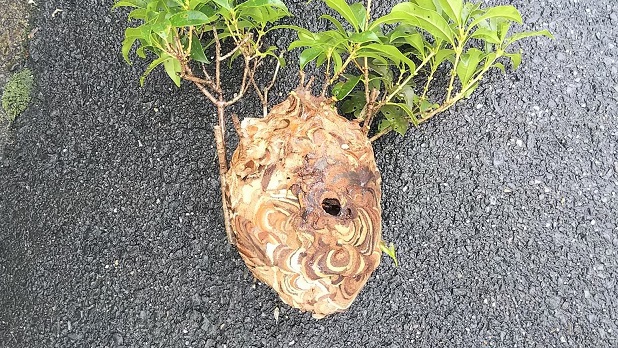 大阪府枚方市で庭木に営巣したコガタスズメバチの蜂の巣駆除