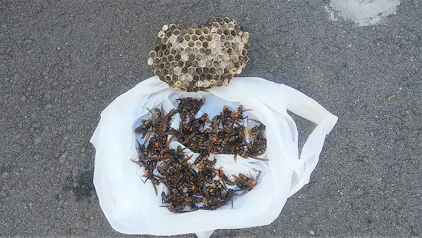 大阪府枚方市で給湯器内に営巣したアシナガバチの蜂の巣駆除