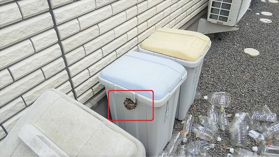 滋賀県栗東市で屋外ごみ箱に営巣したアシナガバチの蜂の巣駆除